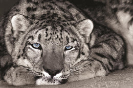 Snow Leopard Sanctuary By D. Welling Giclee Canvas