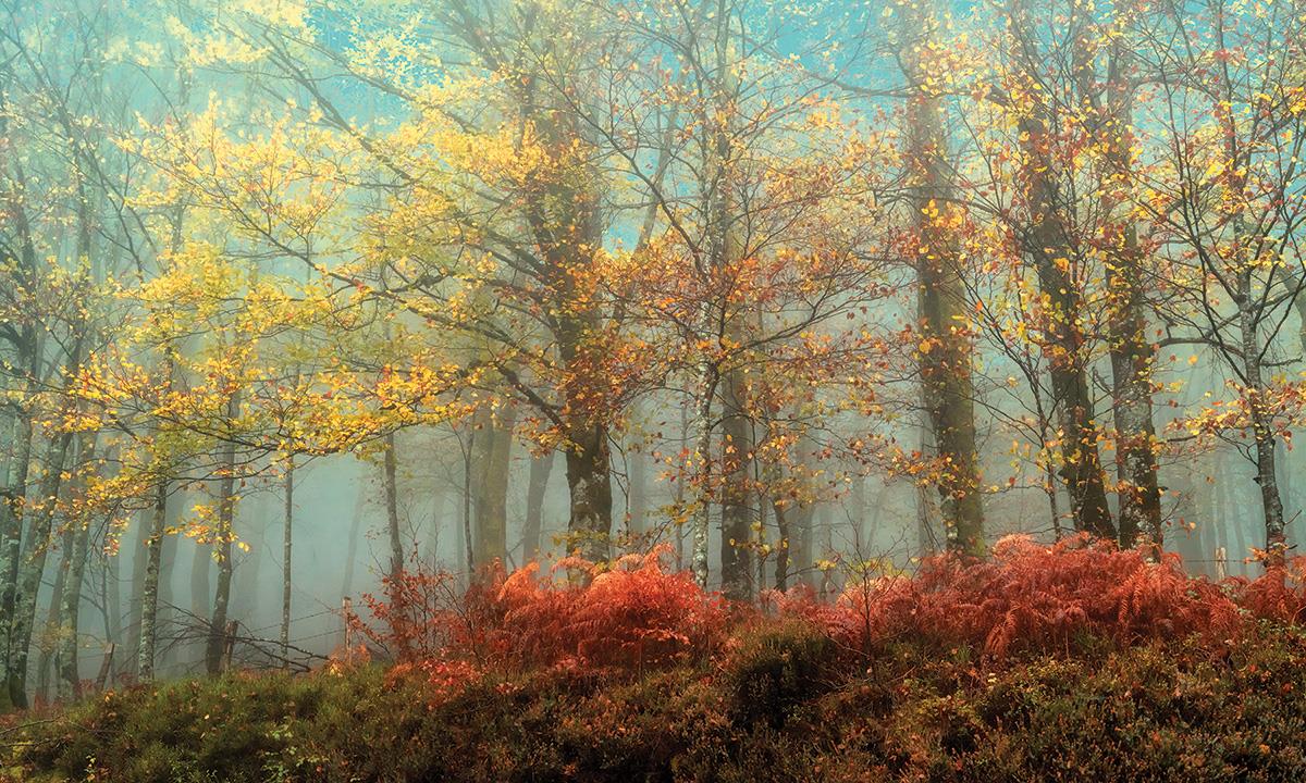 Beeches In The Mist By Lars Van De Goor (Small) Giclee Canvas