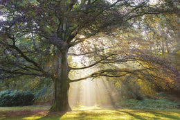 The Natural Queen By Lars Van De Goor (Small) Giclee Canvas