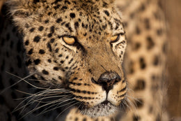 Cheetah Stare By  Jimmy'Z (Small) Giclee Canvas