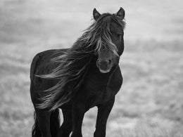 Iclandic Mare By Carol Walker (Small) Giclee Canvas