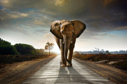 Marching Elephant (Small) Giclee Canvas