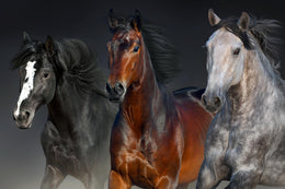 Three Horses (Small) Giclee Canvas