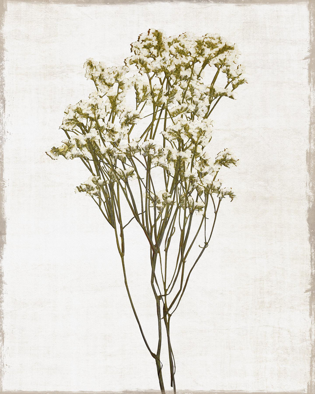 Farmhouse Pressed Flower Ii By Natalie Carpentieri (Small) Giclee Canvas