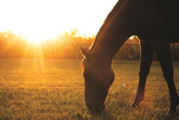 Sunset Grazing I By Donnie Quillen (Small) Giclee Canvas