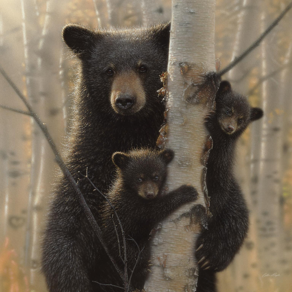Black Bear By Collin Bogle (Small) Giclee Canvas