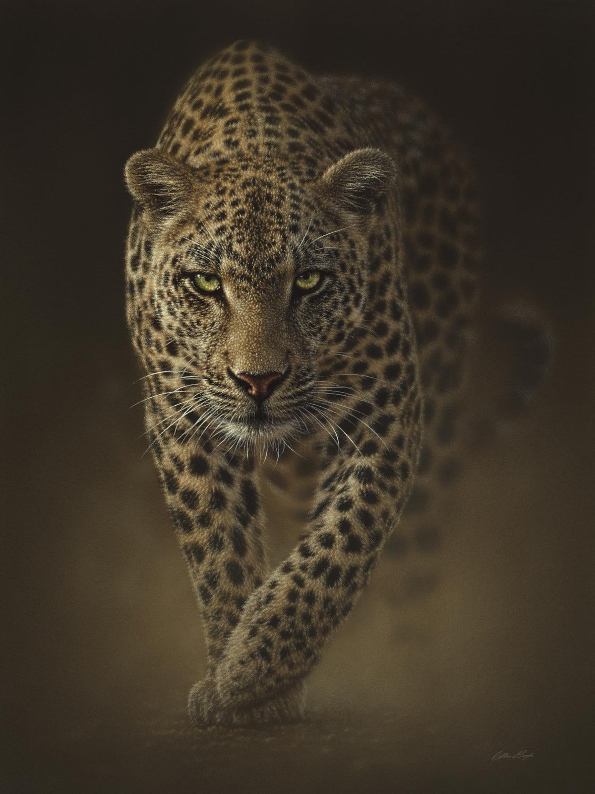 Leopard By Collin Bogle (Small) Giclee Canvas