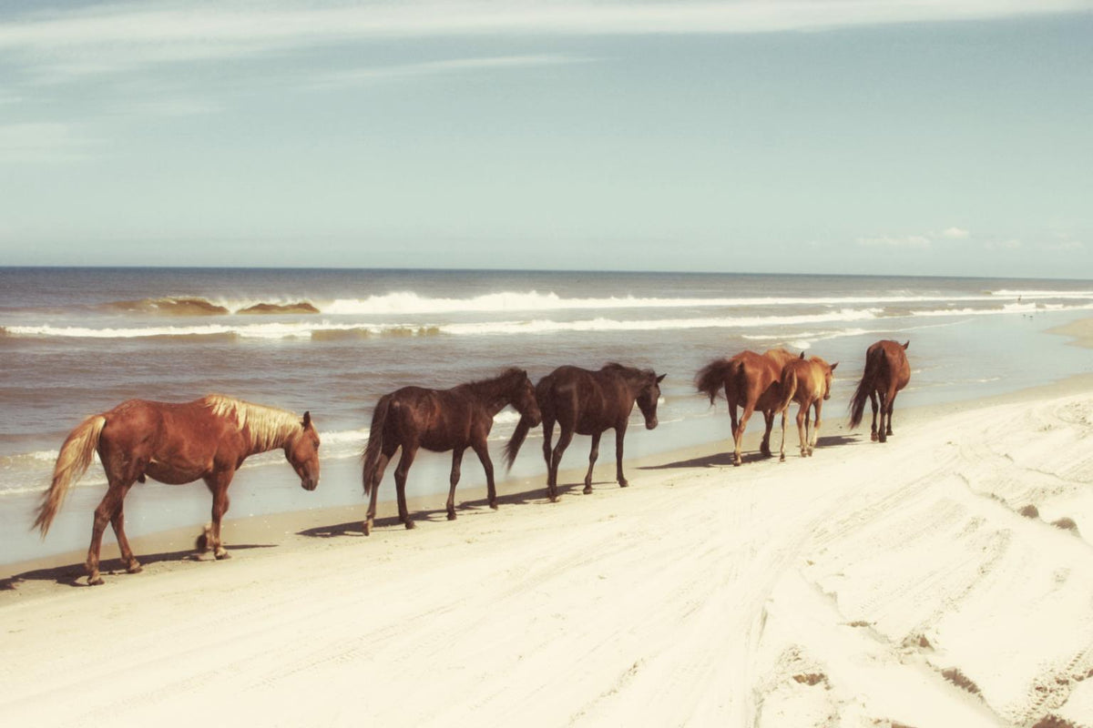 Horses On The Beach By Kathy Mansfield (Small) Giclee Canvas
