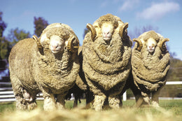 Three Rams By Classy Art (Small) Giclee Canvas