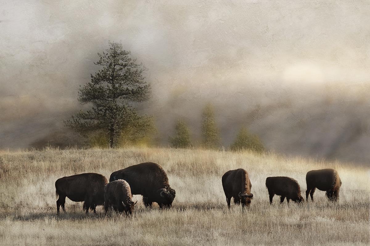 Ridge Grazing By Danita Delimont (Small) Giclee Canvas