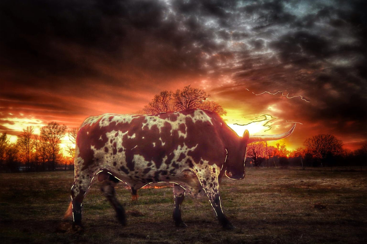 Tempered Glass W/ Foil - Longhorn At Sunset Tempered Glass